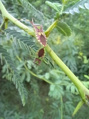 Prismatocerus prominulus