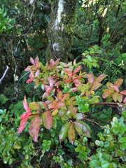 Vaccinium cylindraceum