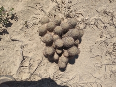 Mammillaria dioica dioica