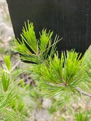 Pinus remota