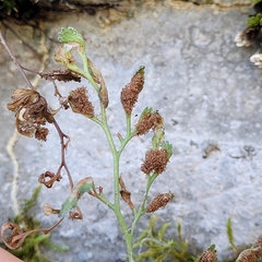 Psychoides verhuella