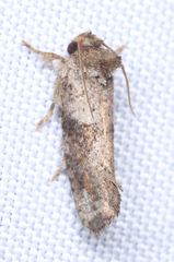 Acrolophus piger