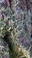 Cladonia cenotea
