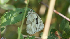 Melanargia lachesis