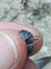 Armadillo officinalis