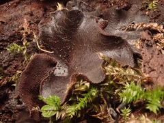 Ionomidotis irregularis