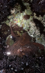 Enteroctopus dofleini