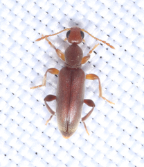 Anthicidae