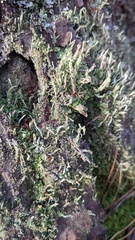 Cladonia cenotea