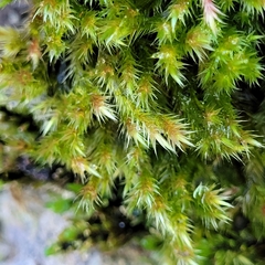 Orthothecium rufescens