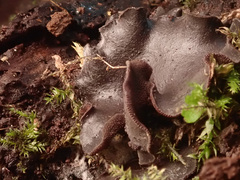 Ionomidotis irregularis