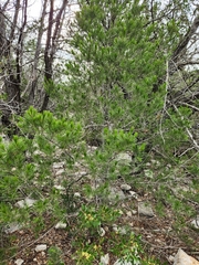 Pinus remota