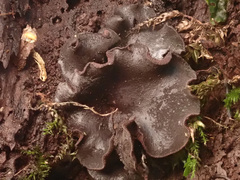 Ionomidotis irregularis