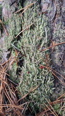 Cladonia cenotea
