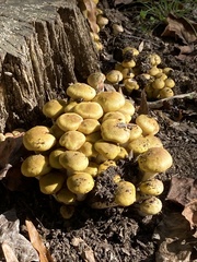 Physalacriaceae