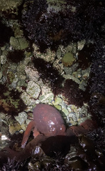 Enteroctopus dofleini