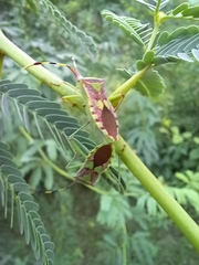 Prismatocerus prominulus