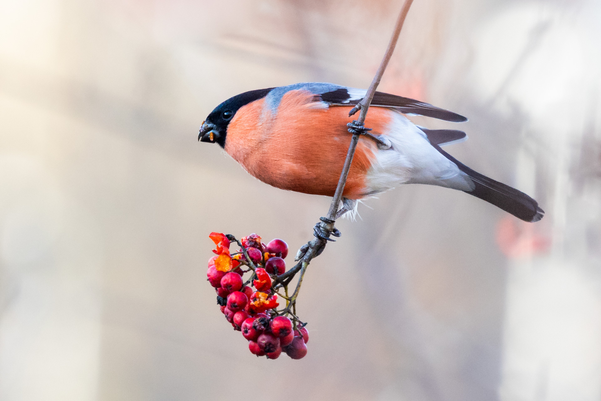 Eurasian Bullfinch (Pyrrhula pyrrhula)