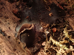 Ionomidotis irregularis