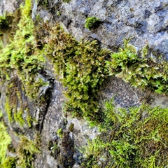 Orthothecium rufescens