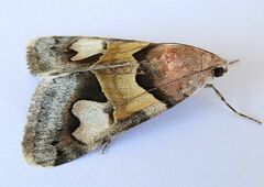 Drasteria pallescens