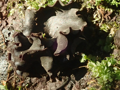 Ionomidotis irregularis