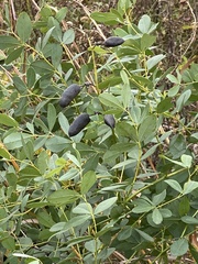 Baptisia