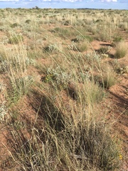 Sporobolus flexuosus