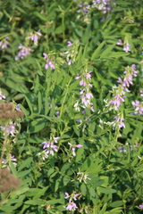 Galega officinalis
