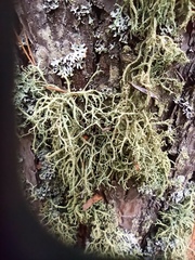 Evernia mesomorpha