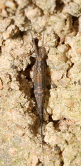Meinertellidae