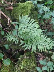 Polypodium macaronesicum azoricum