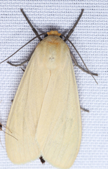 Pareuchaetes insulata