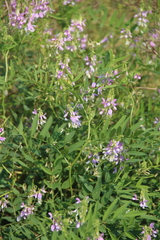 Galega officinalis