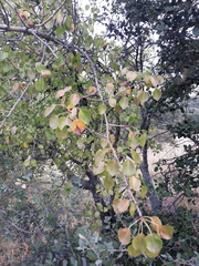 Pyrus bourgaeana
