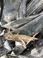 Ancistrocercus circumdatus