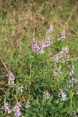 Galega officinalis