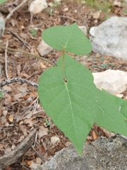 Matelea edwardsensis