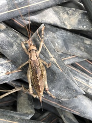 Ancistrocercus circumdatus