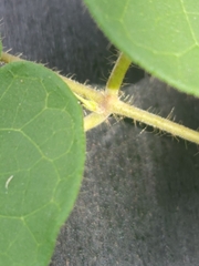 Matelea edwardsensis