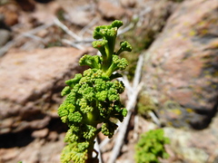 Werneria staffordiae