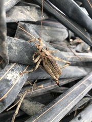 Ancistrocercus circumdatus