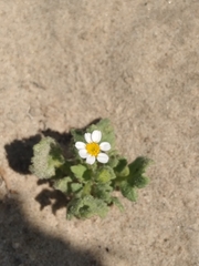 Perityle crassifolia