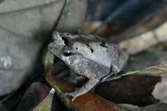 Rhinella castaneotica
