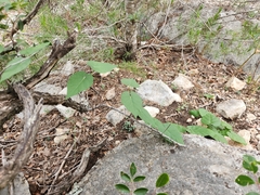 Matelea edwardsensis