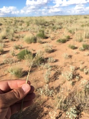 Sporobolus flexuosus