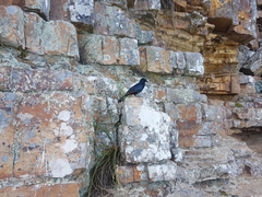 Onychognathus morio morio