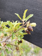 Quercus vaseyana