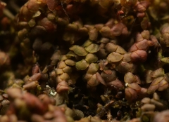 Frullania