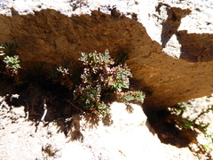 Werneria esquilachensis